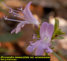 Attēlu rezultāti vaicājumam “Diderma montanum var. album macro”