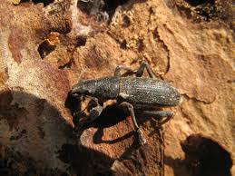 Attēlu rezultāti vaicājumam “Brachonyx pineti”