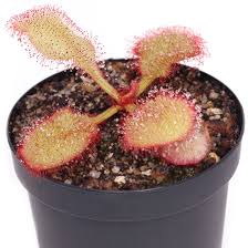 Image result for Drosera
