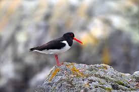 Attēlu rezultāti vaicājumam “Haematopus ostralegus”