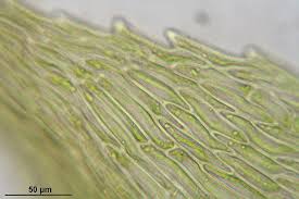 Attēlu rezultāti vaicājumam “Pohlia wahlenbergii macro”