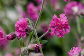 Image result for Silene dioica