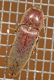 Attēlu rezultāti vaicājumam “Melanotus sp.”