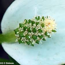 Attēlu rezultāti vaicājumam “Calla palustris fruit”
