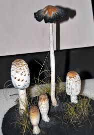 Attēlu rezultāti vaicājumam “Coprinus comatus”