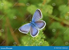 Attēlu rezultāti vaicājumam “Plebejus idas”