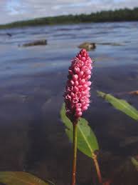 Attēlu rezultāti vaicājumam “Polygonum amphibium flower”