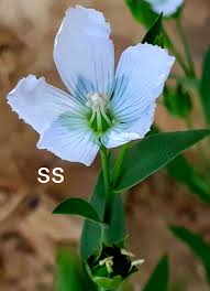 Attēlu rezultāti vaicājumam “Linum usitatissimum leaf”