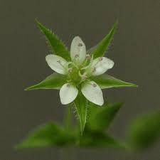 Attēlu rezultāti vaicājumam “Moehringia trinervia bud”