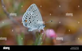 Attēlu rezultāti vaicājumam “Vacciniina optilete female”