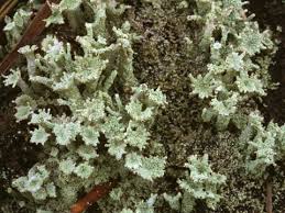 Attēlu rezultāti vaicājumam “Cladonia ramulosa”