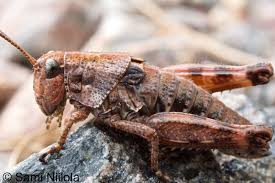 Attēlu rezultāti vaicājumam “Podisma pedestris”