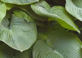 Image result for Hosta sieboldiana 'Elegans'