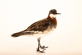 Attēlu rezultāti vaicājumam “Phalaropus lobatus”