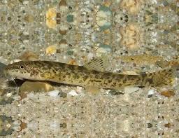 Attēlu rezultāti vaicājumam “Barbatula barbatula”