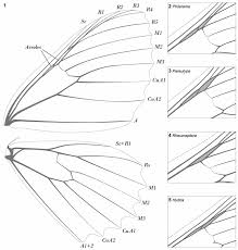 Attēlu rezultāti vaicājumam “Hydria cervinalis”