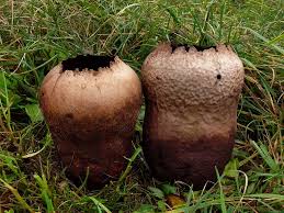 Attēlu rezultāti vaicājumam “Calvatia utriformis”