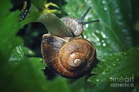 Attēlu rezultāti vaicājumam “Cepaea hortensis”