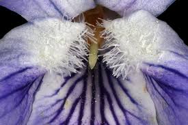 Attēlu rezultāti vaicājumam “Viola canina fruit”