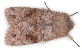 Attēlu rezultāti vaicājumam “Orthosia incerta”