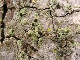 Attēlu rezultāti vaicājumam “Calicium viride”