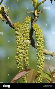 Attēlu rezultāti vaicājumam “Juglans mandshurica male flower”