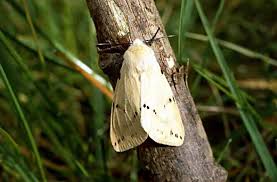 Attēlu rezultāti vaicājumam “Spilosoma lutea”