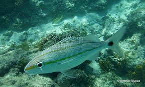 Image result for Haemulon aurolineatum