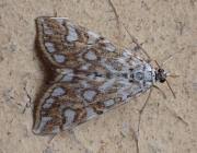 Attēlu rezultāti vaicājumam “Elophila nymphaeata”