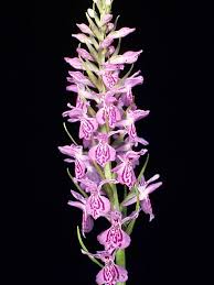 Attēlu rezultāti vaicājumam “Dactylorhiza ochroleuca bud”