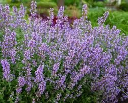 Attēlu rezultāti vaicājumam “Nepeta x faassenii”