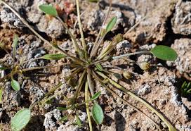 Attēlu rezultāti vaicājumam “Limosella aquatica”