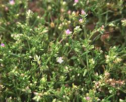Attēlu rezultāti vaicājumam “Spergularia marina leaf”