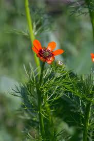 Image result for Adonis aestivalis