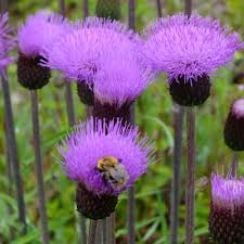 Attēlu rezultāti vaicājumam “Cirsium heterophyllum”