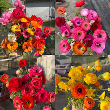 Attēlu rezultāti vaicājumam “Ranunculus lanuginosus bud”