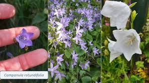 Attēlu rezultāti vaicājumam “Campanulaceae”