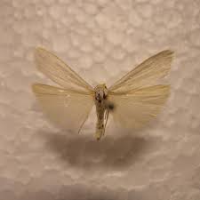 Attēlu rezultāti vaicājumam “Eana argentana”