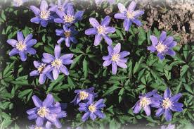 Image result for Buschwindröschen