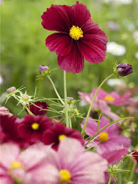 Image result for Schmuckkörbchen