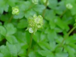 Attēlu rezultāti vaicājumam “Adoxa moschatellina”