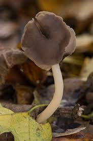 Attēlu rezultāti vaicājumam “Helvella elastica”