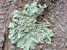 Attēlu rezultāti vaicājumam “Philonotis marchica sporophyte”