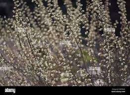 Attēlu rezultāti vaicājumam “Salix rosmarinifolia”