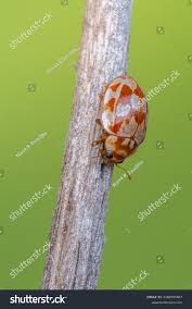 Attēlu rezultāti vaicājumam “Myrrha octodecimguttata”