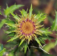 Attēlu rezultāti vaicājumam “Carlina vulgaris”