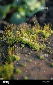 Attēlu rezultāti vaicājumam “Tortula muralis sporophyte”