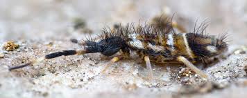 Attēlu rezultāti vaicājumam “Orchesella flavescens”