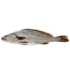 Image result for Argyrosomus japonicus