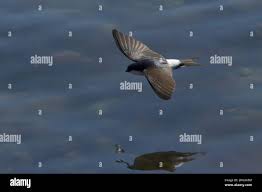 Attēlu rezultāti vaicājumam “Delichon urbicum adult”